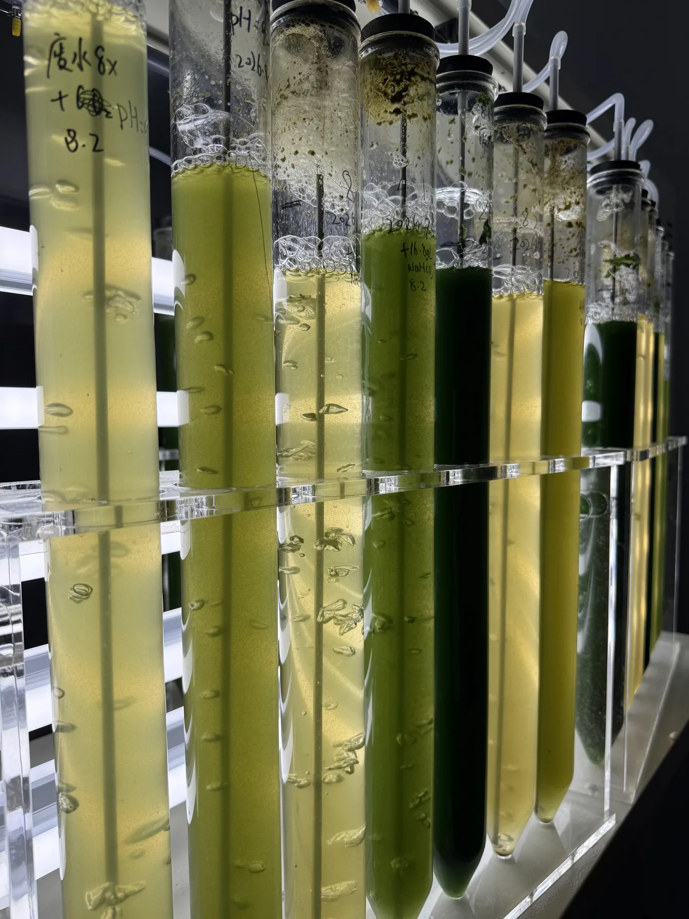 Rows of illuminated tubes containing microalgae cultures in different shades of green